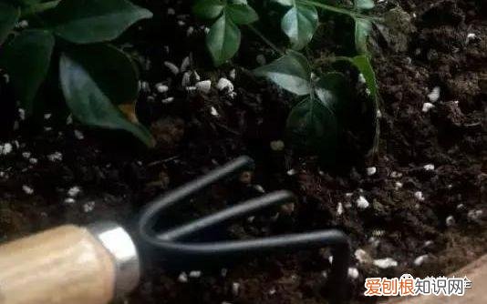 养花方法大总结,只要学会了,你就是养花大神,养花方法大总结,只要学会了,你就是养花大神!