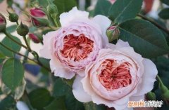养花方法大总结,只要学会了,你就是养花大神，养花方法大总结，只要学会了，你就是养花大神