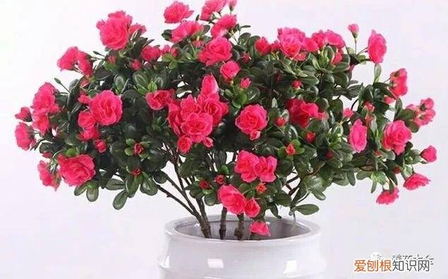 养花方法大总结,只要学会了,你就是养花大神,养花方法大总结,只要学会了,你就是养花大神!