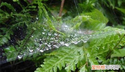 养花方法大总结,只要学会了,你就是养花大神,养花方法大总结,只要学会了,你就是养花大神!
