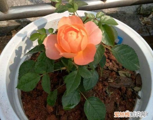 养花方法大总结,只要学会了,你就是养花大神,养花方法大总结,只要学会了,你就是养花大神!