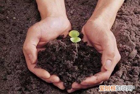 养花方法大总结,只要学会了,你就是养花大神,养花方法大总结,只要学会了,你就是养花大神!