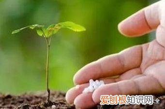 养花方法大总结,只要学会了,你就是养花大神,养花方法大总结,只要学会了,你就是养花大神!