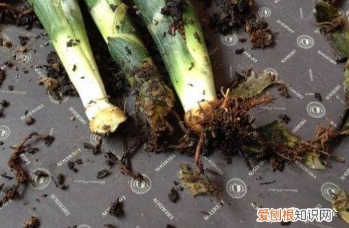 养花方法大总结,只要学会了,你就是养花大神,养花方法大总结,只要学会了,你就是养花大神!