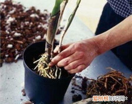 养花方法大总结,只要学会了,你就是养花大神,养花方法大总结,只要学会了,你就是养花大神!