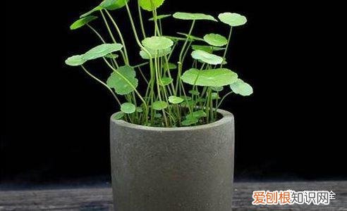养花方法大总结,只要学会了,你就是养花大神,养花方法大总结,只要学会了,你就是养花大神!