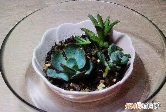 养花方法大总结,只要学会了,你就是养花大神,养花方法大总结,只要学会了,你就是养花大神!