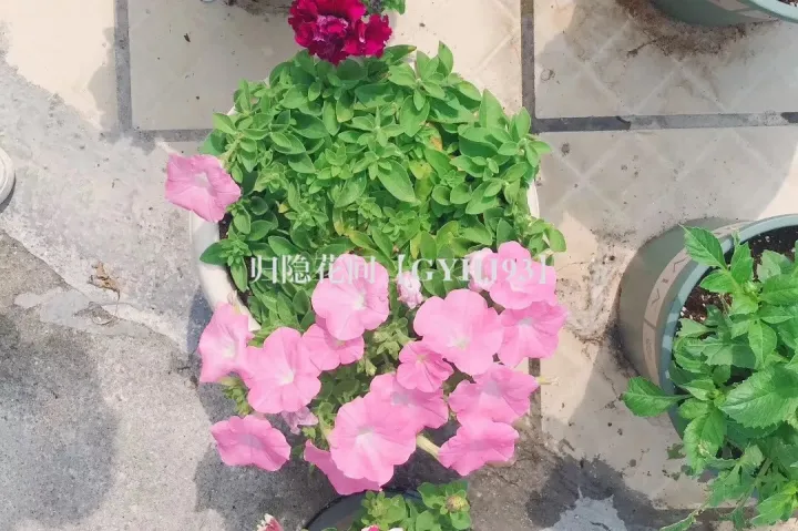 什么花适合秋冬季节养，新手必知丨春夏秋冬，四季养花要点