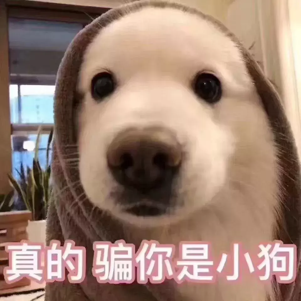 这个安排很好 英文，这可能是最好玩、最通俗的宠物麻醉科普大全了！