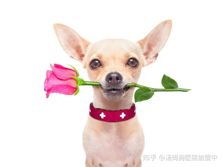 汤姆狗宠物医院怎么样，汤姆狗宠物医院—宠物护理美容小知识科普
