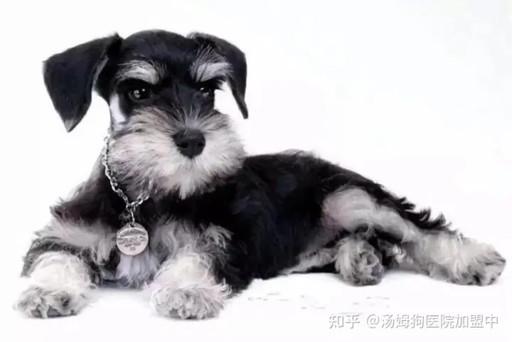 汤姆狗宠物医院怎么样，汤姆狗宠物医院—宠物护理美容小知识科普