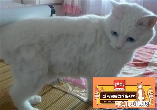 猫美容都有什么，猫咪美容的三大要点 [ 喵儿日更 ]