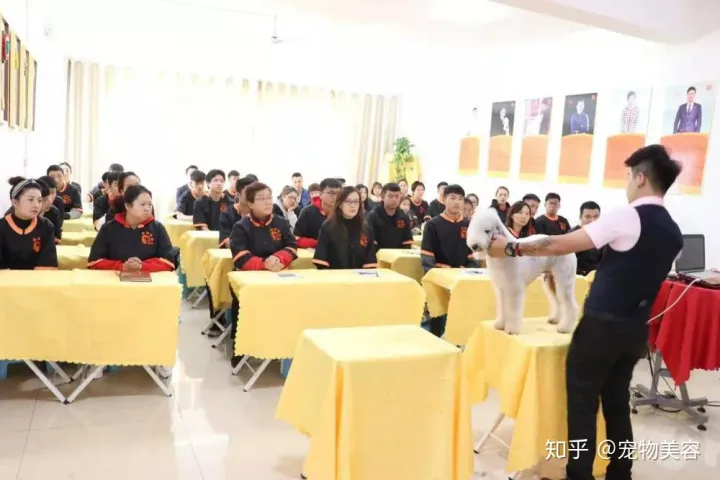 自学宠物美容的方法，提升宠物美容技术的几个小技巧，教你更快学好宠物美容
