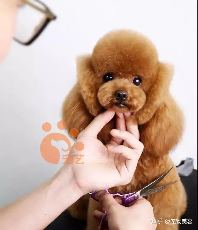 自学宠物美容的方法，提升宠物美容技术的几个小技巧，教你更快学好宠物美容
