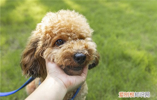 狗夏天在阳台可以吗 夏天阳台养狗太热怎么办