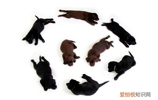 训练罗威纳犬的技巧，烈性犬如何轻松驯服，罗威纳犬的训练方法