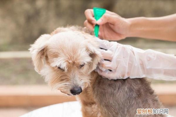 需要经常美容的狗狗,自己动手省钱养狗,关于狗狗基本美容的五个重点,学会自己打理它