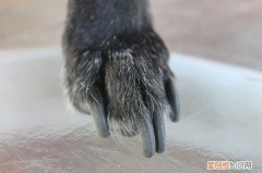 狗狗美容能保持多久，狗狗美容护理，就算不去美容院，也要知道这5个日常护理
