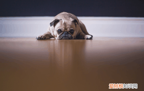 狗狗不同的姿势代表什么，了解姿势背后的含义