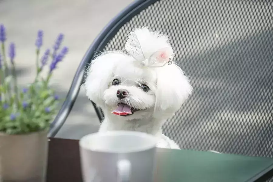 夏天热狗狗怎么散热，夏天太热给狗狗做个美容？你需要知道这些…