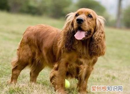 宠物店一定要美容吗，这7种需要经常美容，是宠物店的老顾客，十分“费钱”