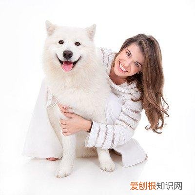 宠物护理内容，宠物护理知识大全，看了你绝对不会后悔的小知识！