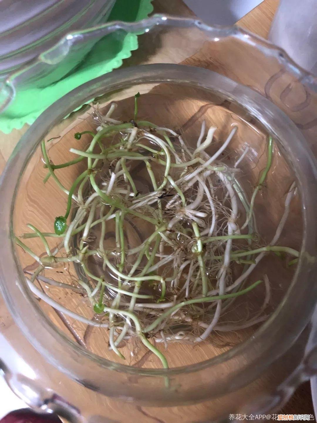 薄荷盆栽叶子蔫了，薄荷养养就萎蔫？切下来扔水里，很快爆盆，摘个叶能泡茶喝