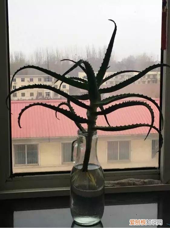 薄荷盆栽叶子蔫了，薄荷养养就萎蔫？切下来扔水里，很快爆盆，摘个叶能泡茶喝