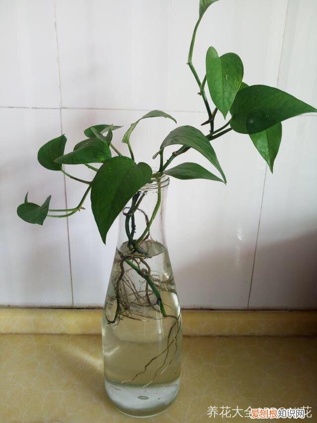 薄荷盆栽叶子蔫了，薄荷养养就萎蔫？切下来扔水里，很快爆盆，摘个叶能泡茶喝