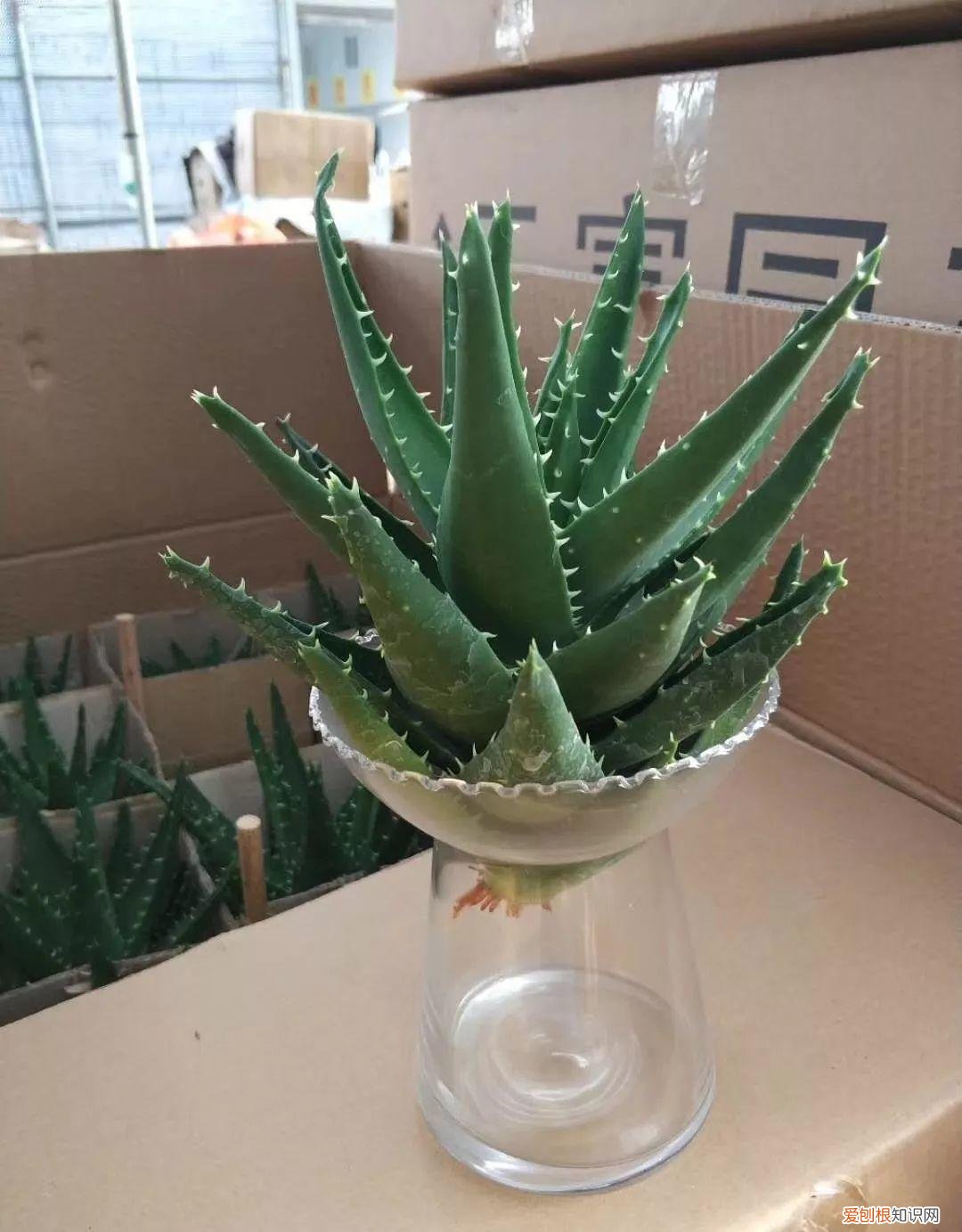 薄荷盆栽叶子蔫了，薄荷养养就萎蔫？切下来扔水里，很快爆盆，摘个叶能泡茶喝