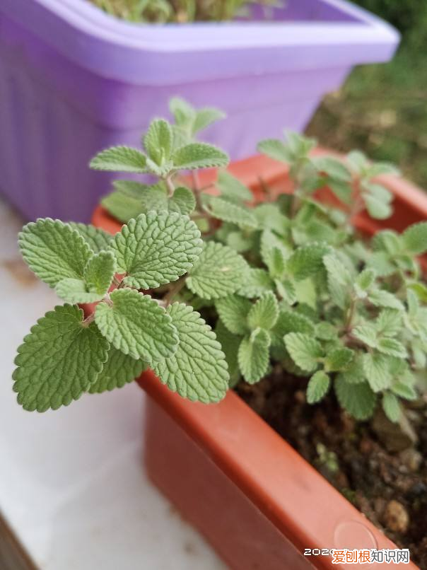 薄荷叶掐了还会长吗，薄荷掐个枝，扔水里3天，蹭蹭冒出小须根