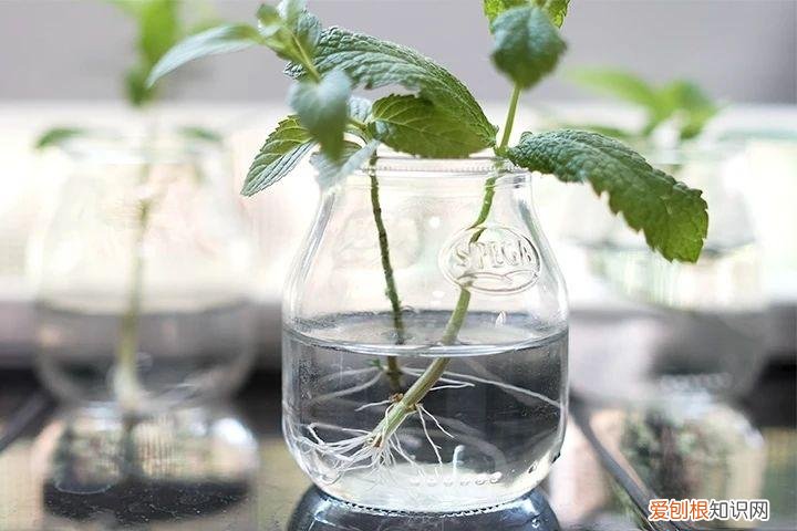 薄荷栽培技术要点，薄荷特容易繁殖，水培和土培扦插教程，做好两点，常年都生长旺盛