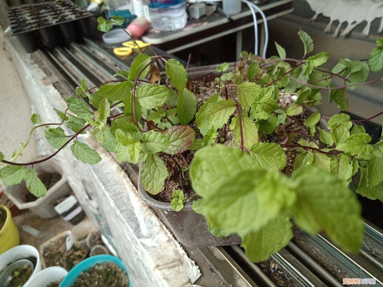 薄荷栽培技术要点，薄荷特容易繁殖，水培和土培扦插教程，做好两点，常年都生长旺盛