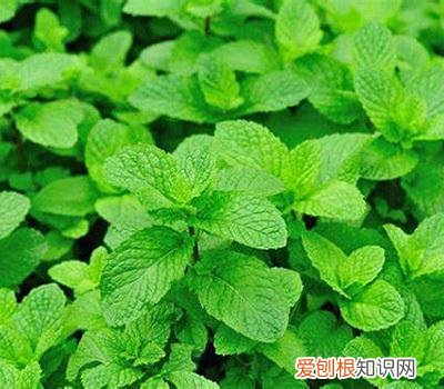 薄荷能水培嘛，薄荷能水培养吗？