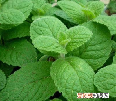 薄荷能水培嘛，薄荷能水培养吗？
