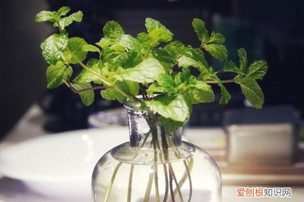 薄荷叶子剪完还能活吗，水培薄荷大法好！剪根枝条丢水里就能生根，植株好看好养还好闻！
