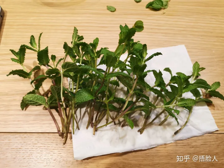 水培薄荷生根后怎么转移到盆中，水培薄荷教程，2天出根，7天长满一整瓶
