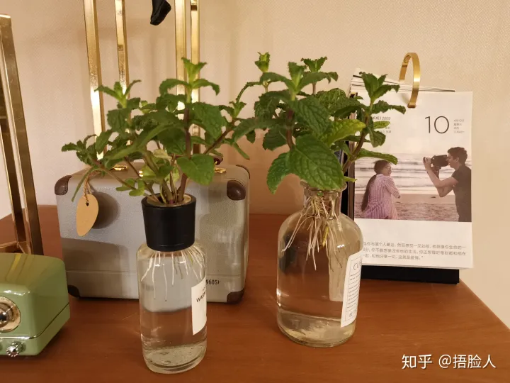 水培薄荷生根后怎么转移到盆中，水培薄荷教程，2天出根，7天长满一整瓶