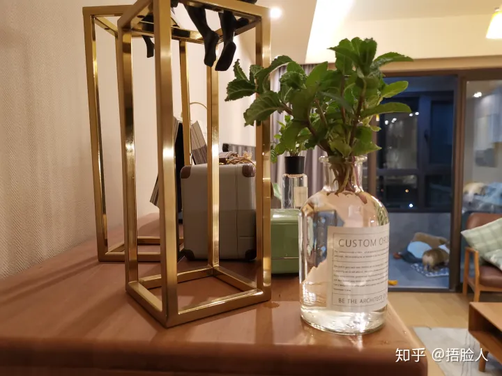 水培薄荷生根后怎么转移到盆中，水培薄荷教程，2天出根，7天长满一整瓶