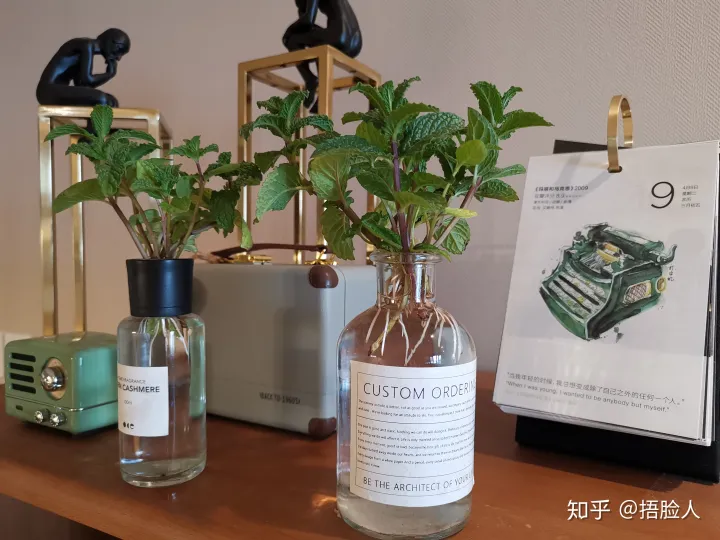 水培薄荷生根后怎么转移到盆中，水培薄荷教程，2天出根，7天长满一整瓶