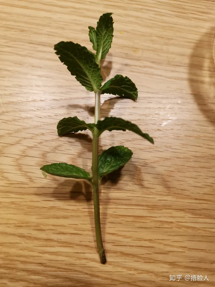 水培薄荷生根后怎么转移到盆中，水培薄荷教程，2天出根，7天长满一整瓶