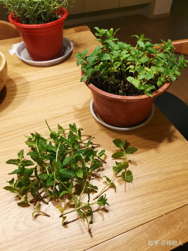 水培薄荷生根后怎么转移到盆中，水培薄荷教程，2天出根，7天长满一整瓶