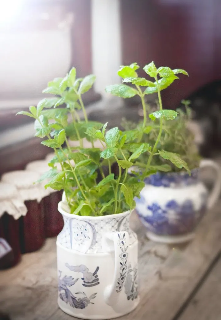 薄荷怎么能养好，第一盆薄荷就这样养好了