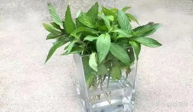 剪下来的薄荷枝条怎么养，剪下来的薄荷枝条不要扔了，直接扦插到盆土中就能变新的盆栽
