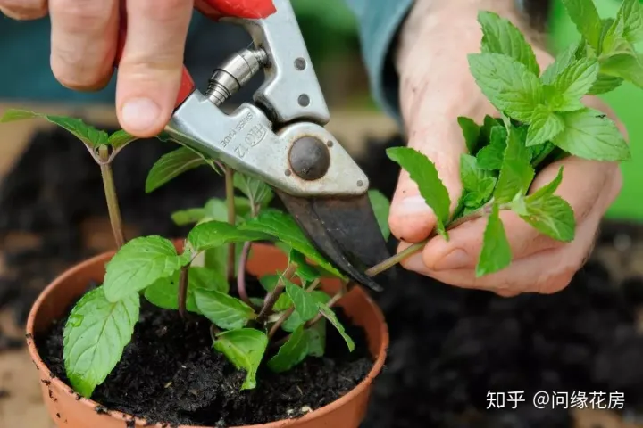 剪下来的薄荷枝条怎么养，剪下来的薄荷枝条不要扔了，直接扦插到盆土中就能变新的盆栽