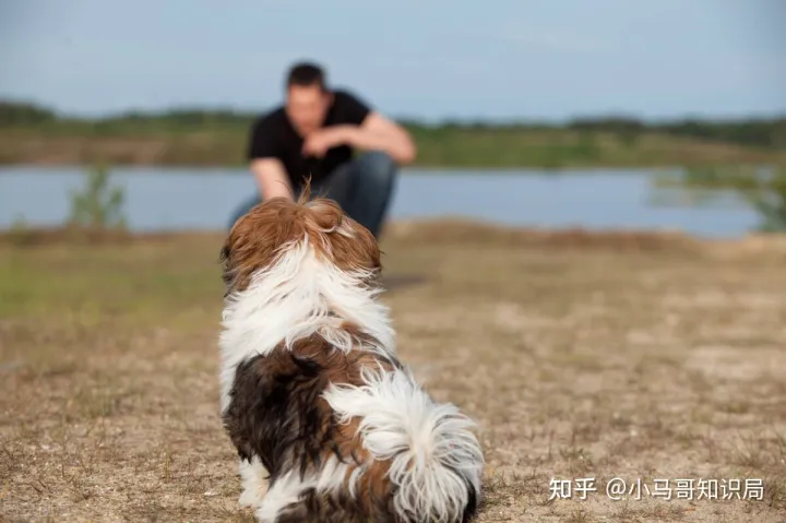 训犬师收入怎么样知乎，训练1只狗收费上万？宠物学校那么赚钱，为什么很少有人开？