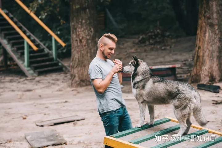 训犬师收入怎么样知乎，训练1只狗收费上万？宠物学校那么赚钱，为什么很少有人开？