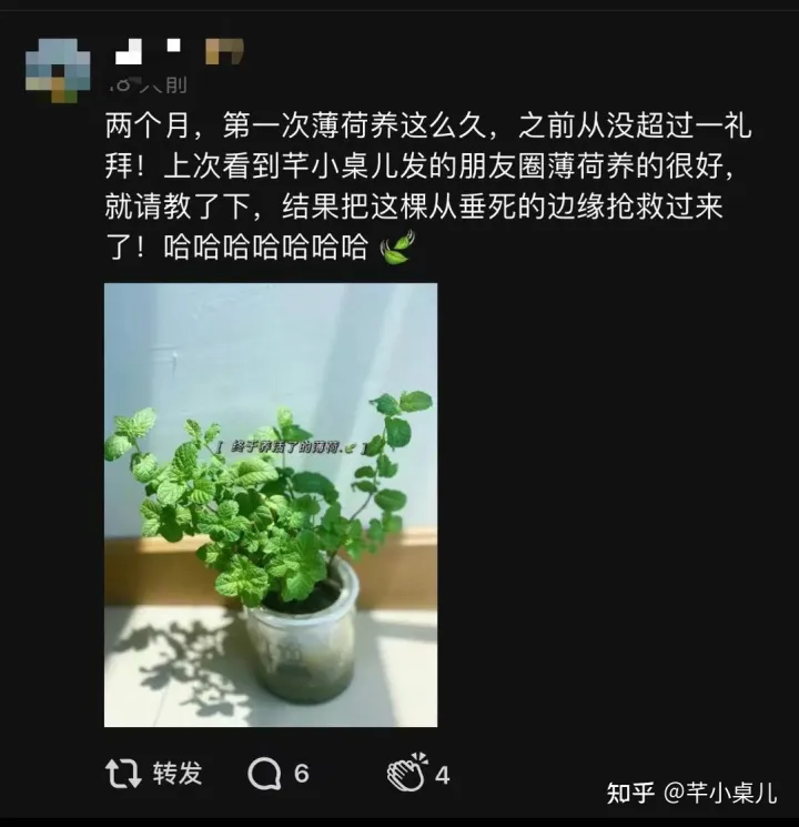 好好养一盆薄荷，哦莫一年了，我的薄荷活得还很好，聊聊怎么养薄荷？