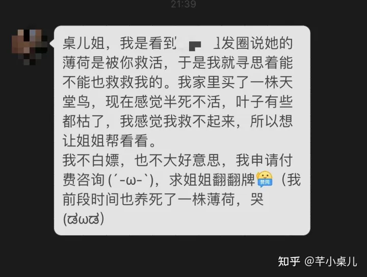 好好养一盆薄荷，哦莫一年了，我的薄荷活得还很好，聊聊怎么养薄荷？