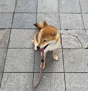 东莞狗狗训练学校地址，柴犬咬人纠正收费？广州训练狗狗学校分享费用方案